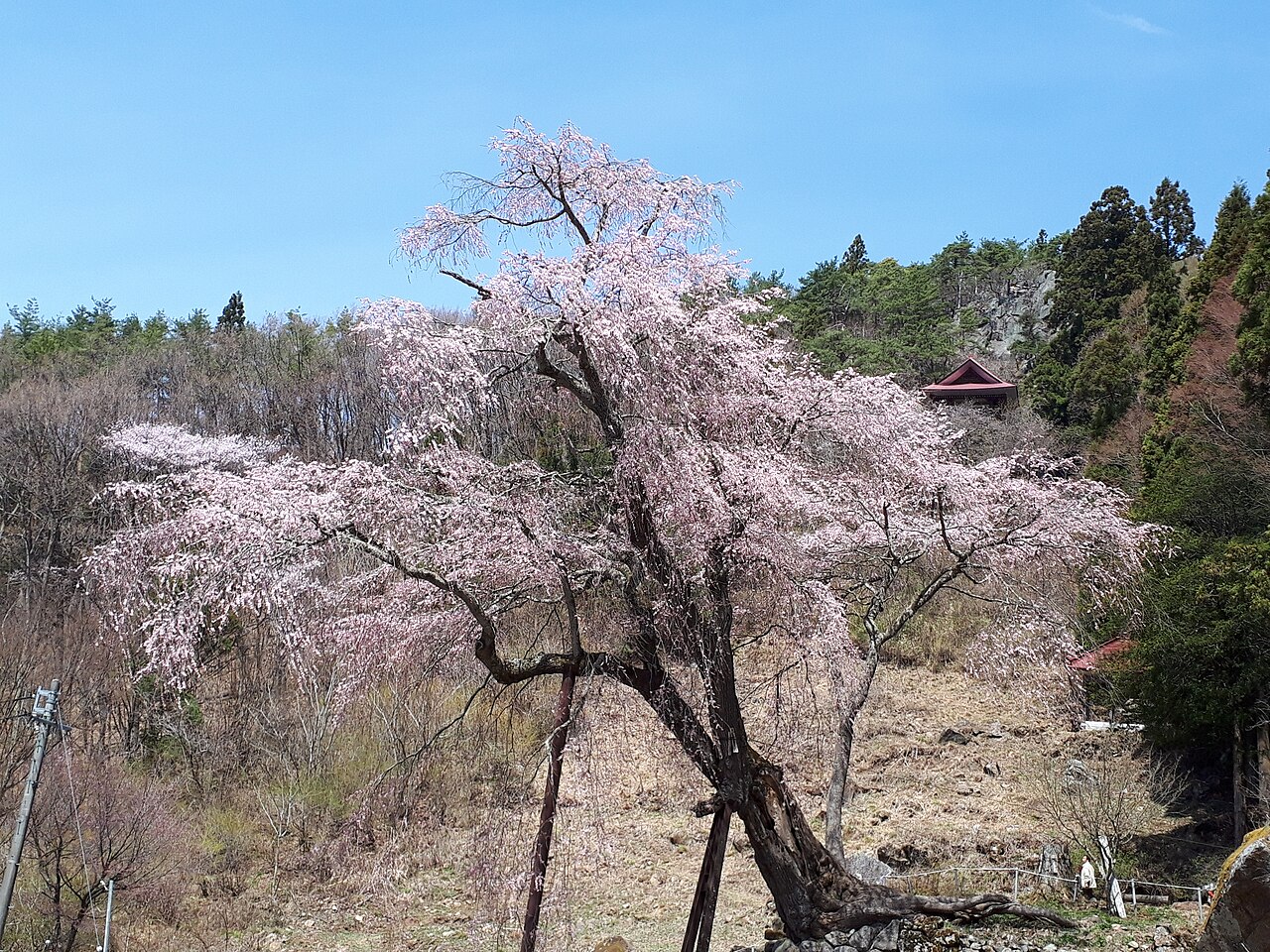Akawa Kannon weeping cherry tree in full bloom