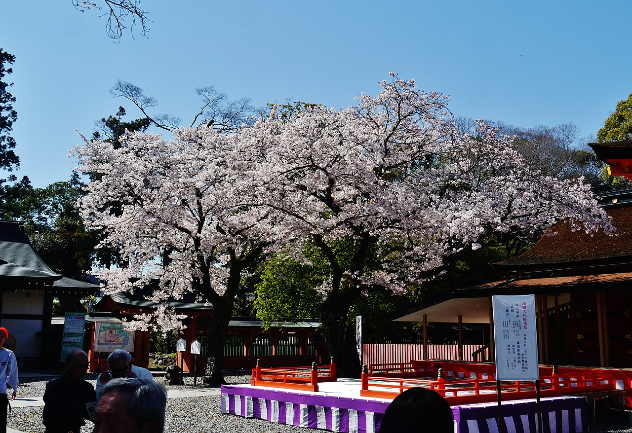 Fujisan Hongu Sengen Taisha shrine with cherry blossoms in bloom