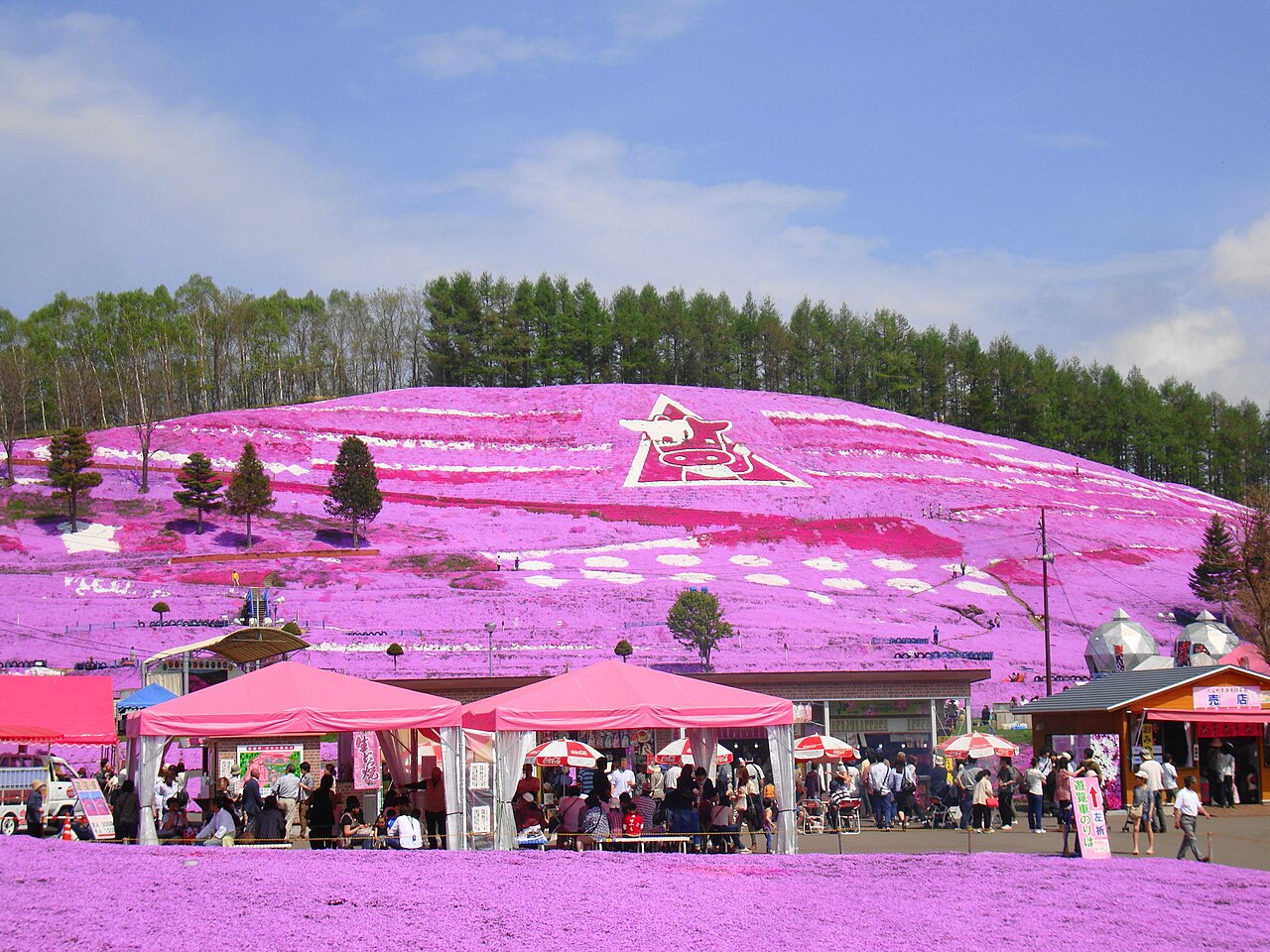 Higashimokoto shibazakura park the other major Hokkaido moss phlox site