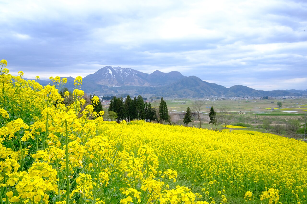 Iiyama Nanohana Park with rapeseed flowers in yellow bloom