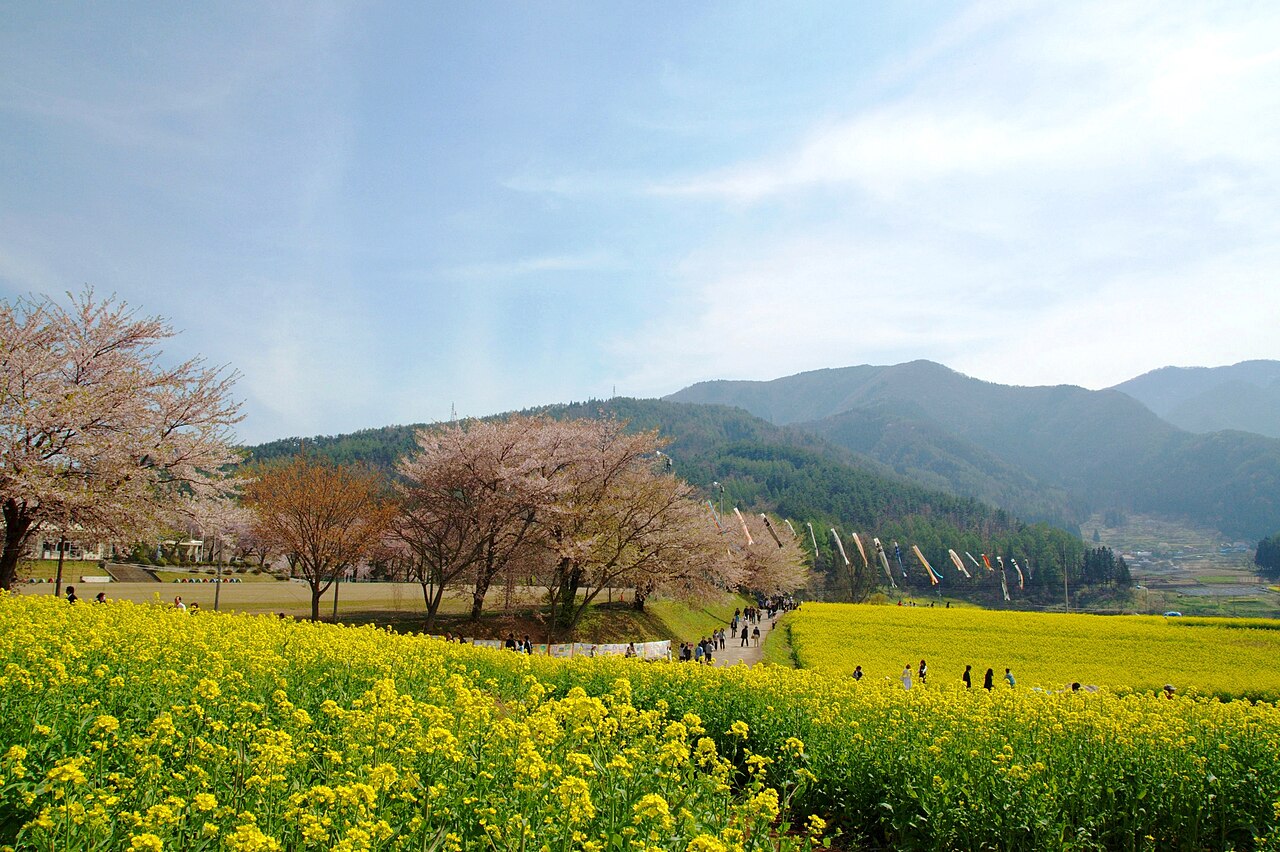 Iiyama terraced rice and rapeseed fields in spring