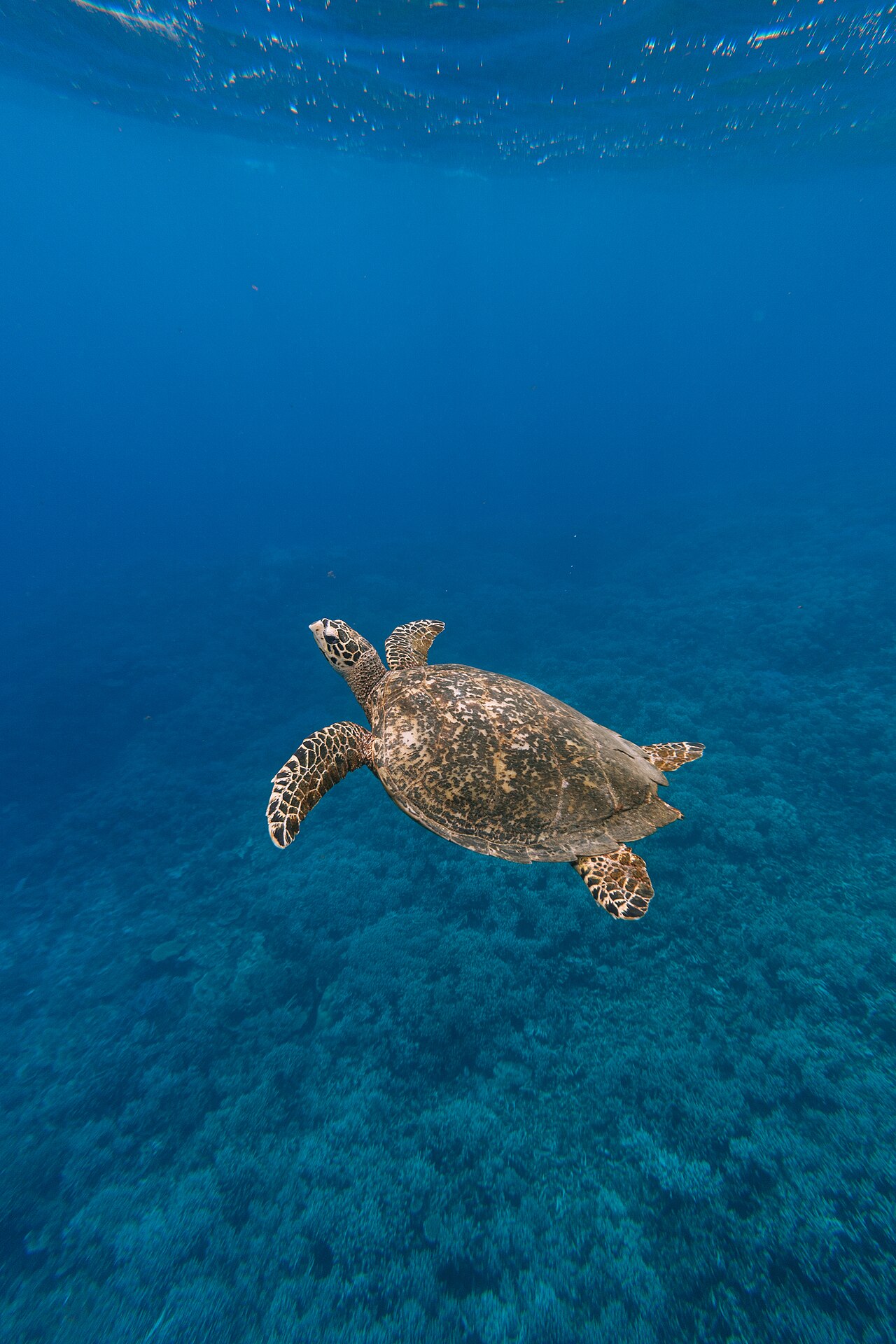 Hawksbill sea turtle at Iriomote Island