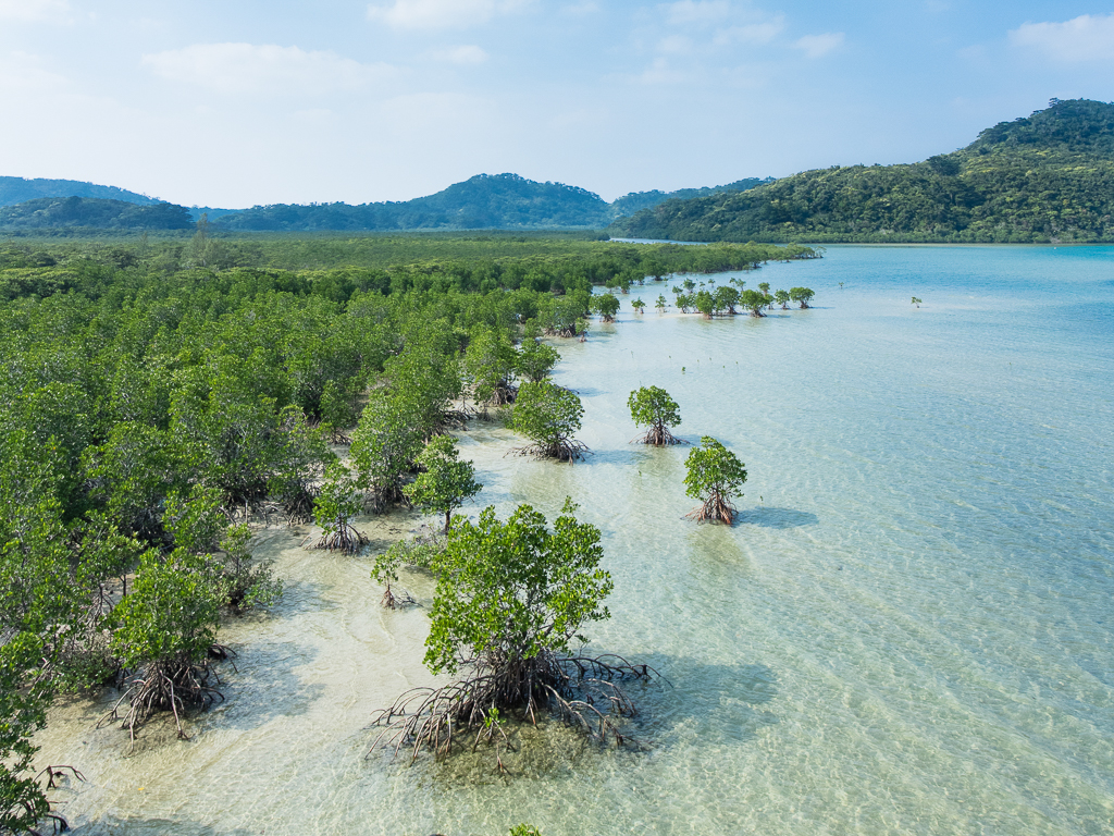 Mangrove swamp at Iriomote Island Okinawa