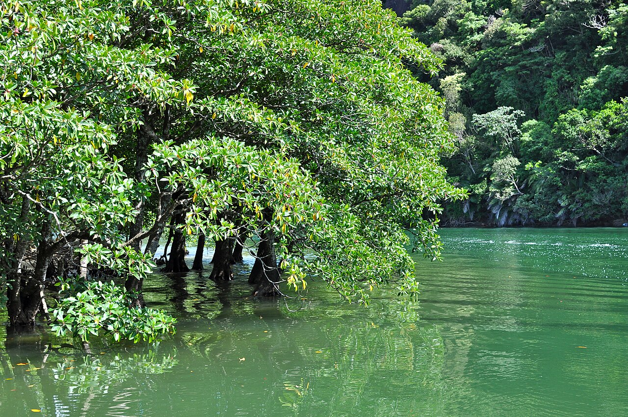 Iriomote Island mangrove forest