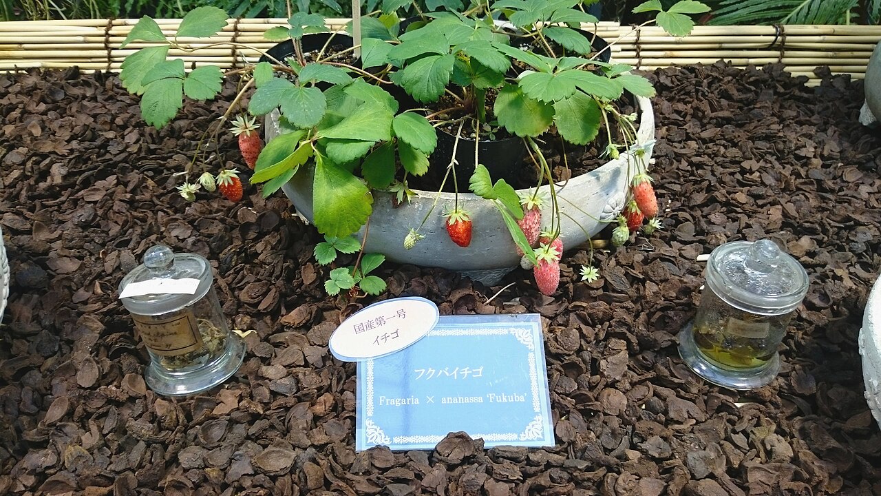 Fukuba heritage strawberry variety