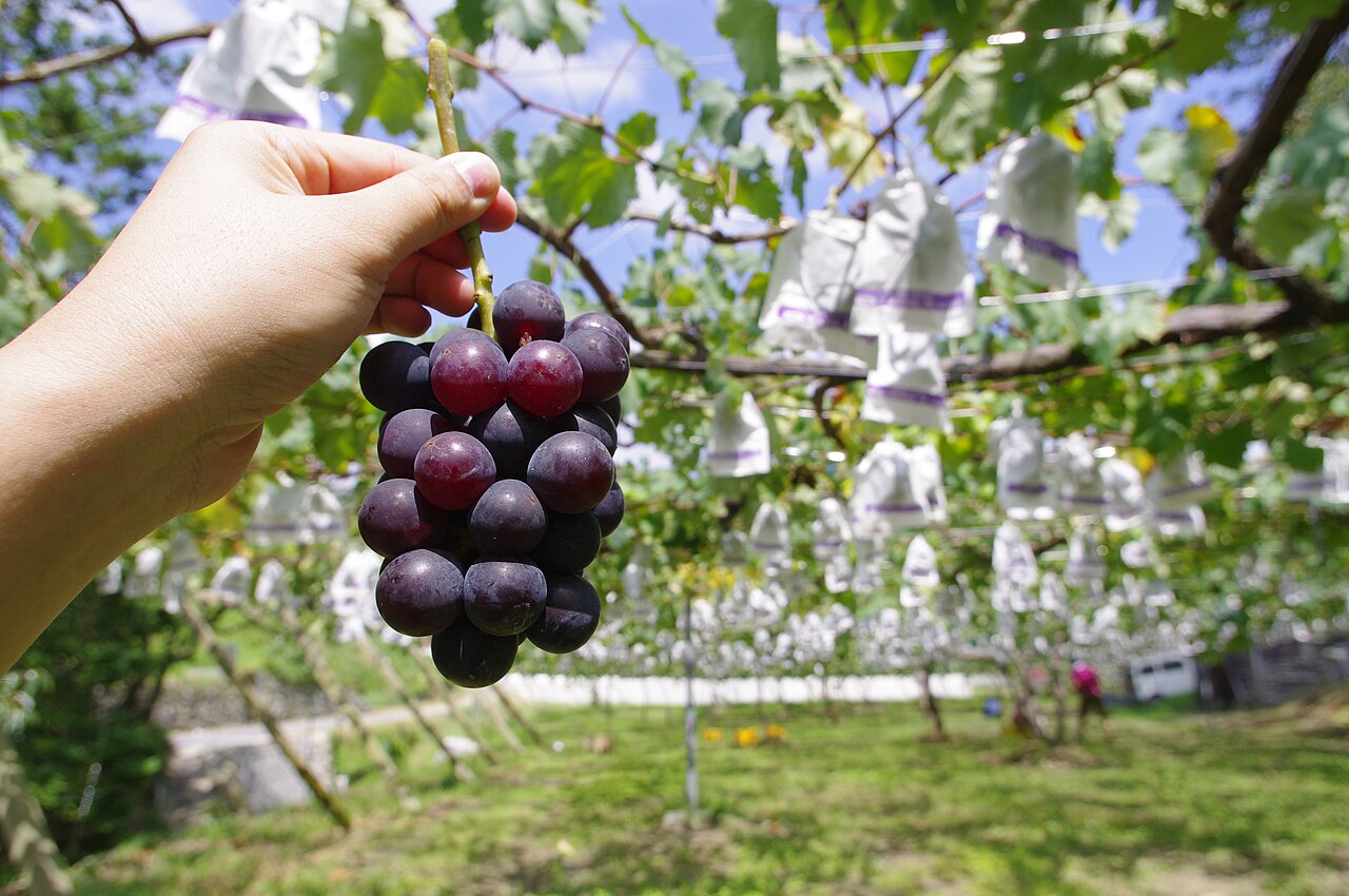 Grape picking at a central Japan farm
