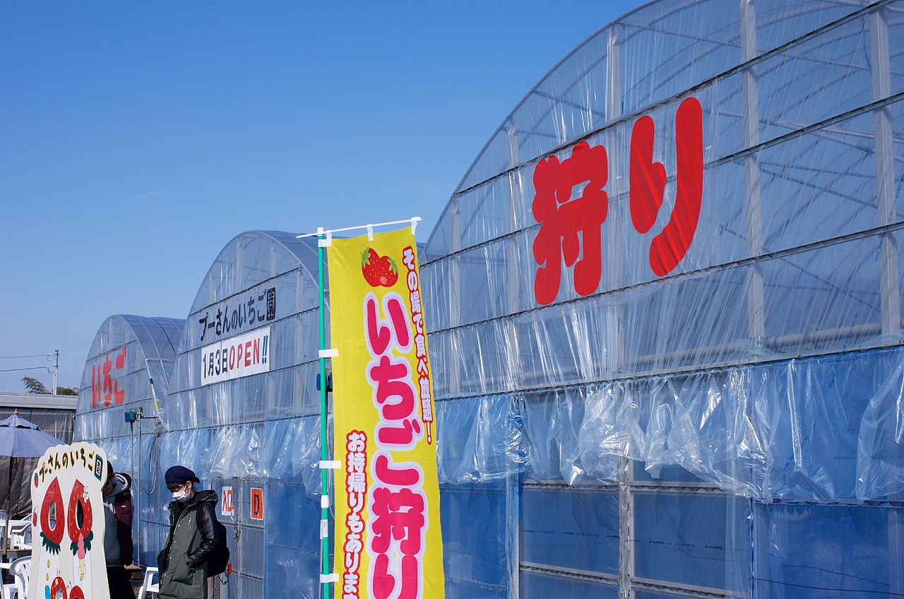 Strawberry picking experience inside a Japanese greenhouse