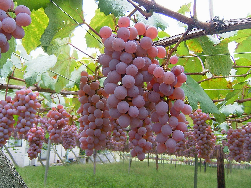 Japanese vineyard