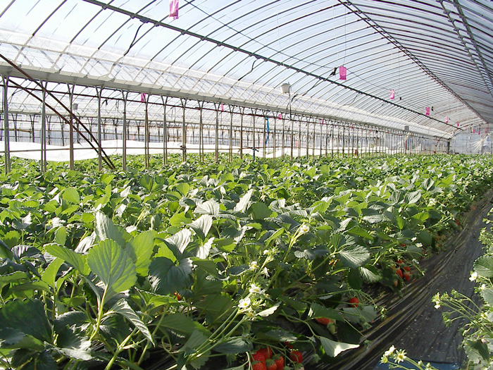 Commercial strawberry greenhouse interior