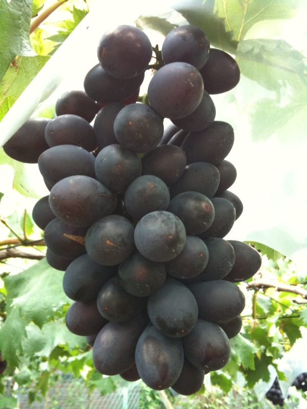 Takao grape variety
