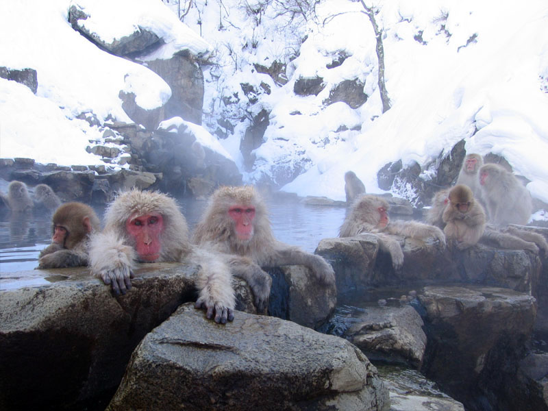 Jigokudani hot spring in Nagano surrounded by snow