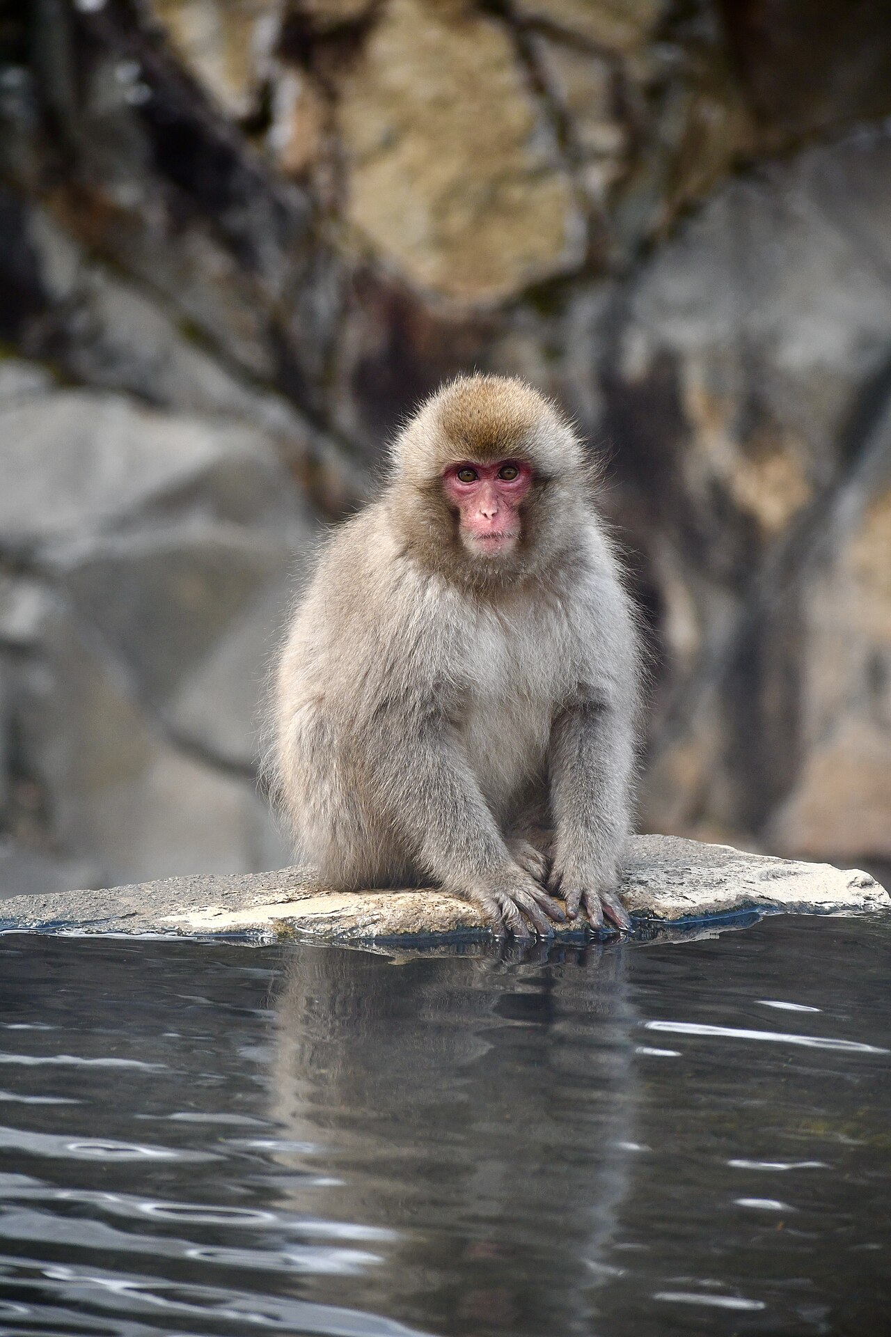 Snow monkey bathing in hot spring at Jigokudani Park in winter