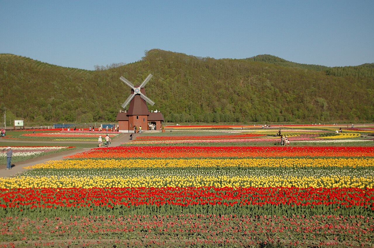 Kamiyubetsu Tulip Park Hokkaido tulip field in full bloom