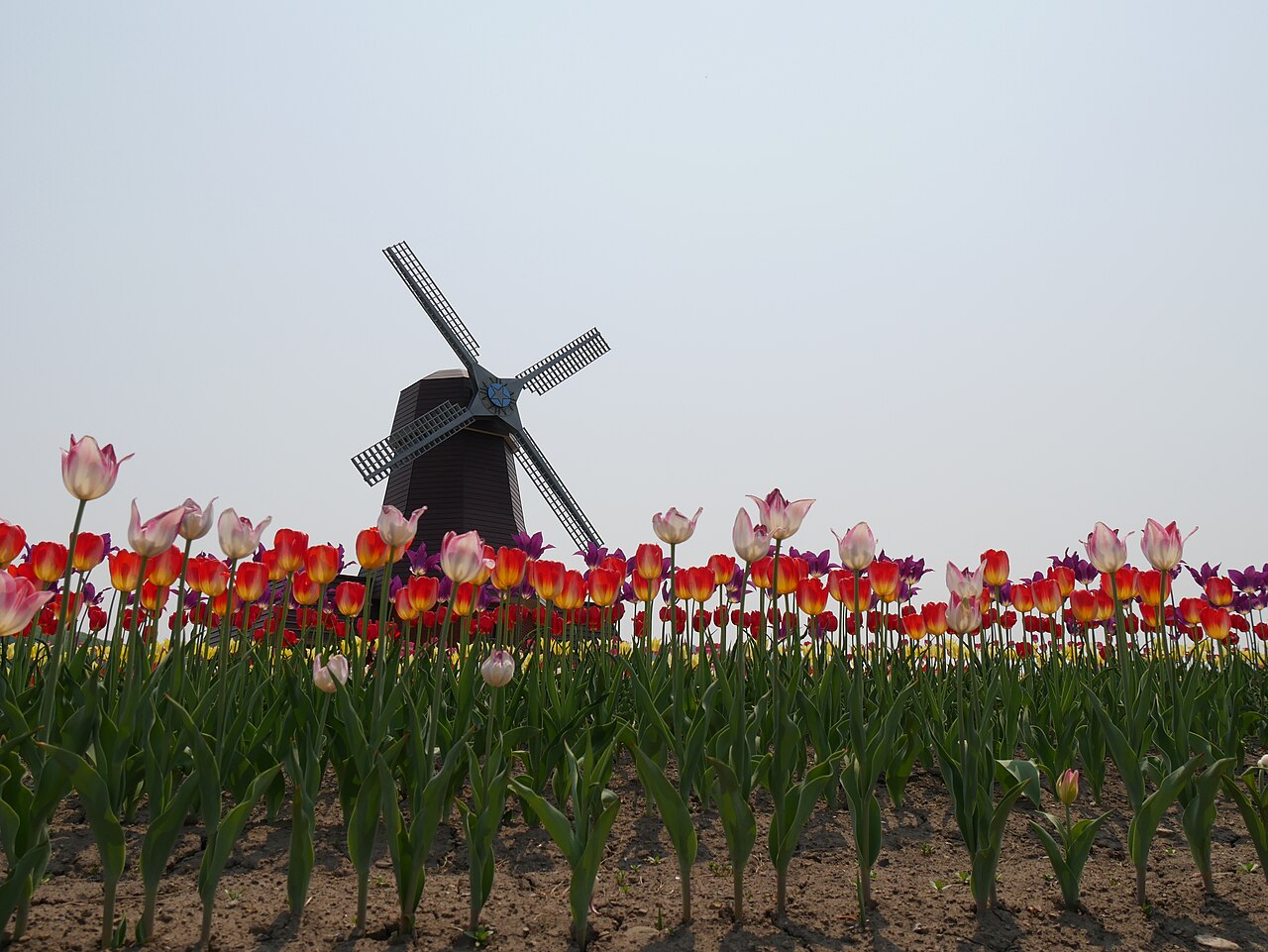 Tulip rows at Kamiyubetsu showing varied colors