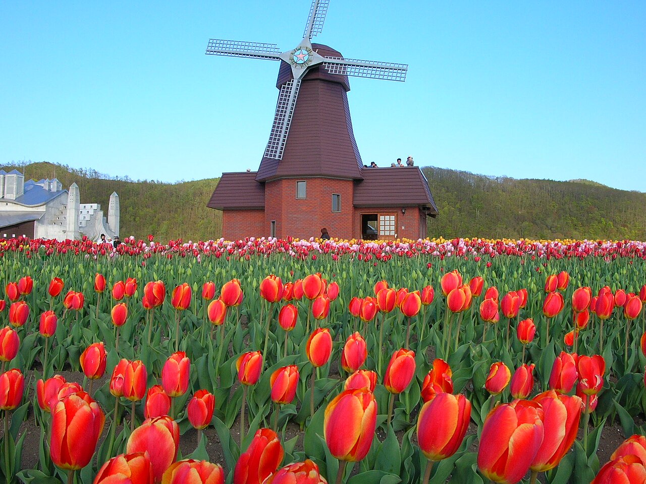 Kamiyubetsu Tulip Park spring colors with many cultivars in bloom