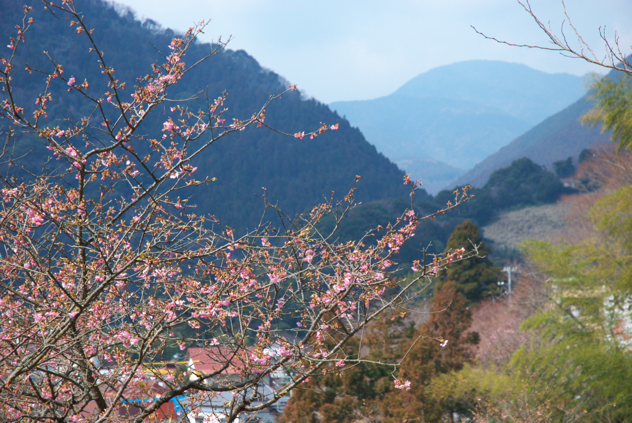 Kawazu-zakura cherry blossom flower close-up