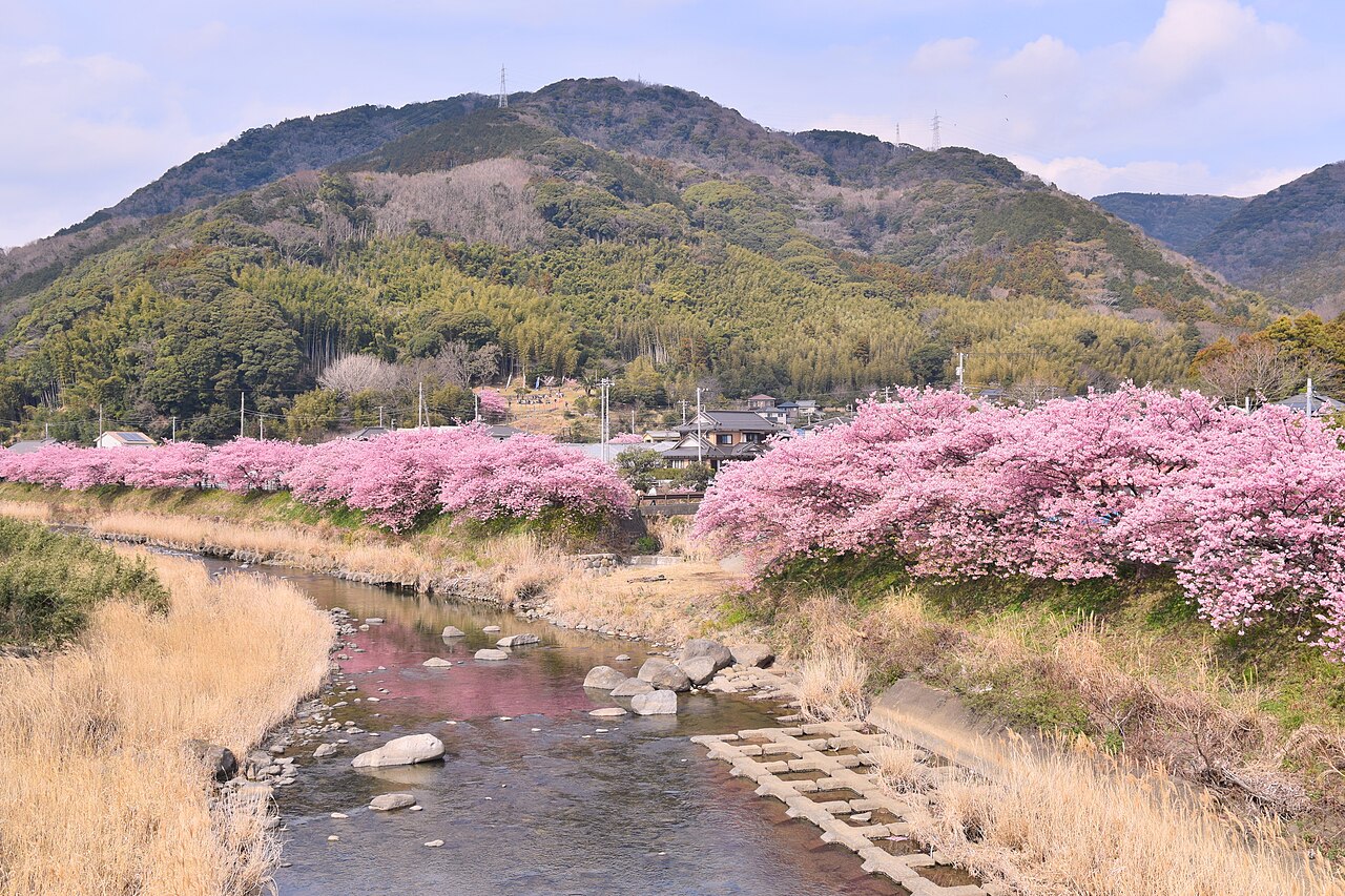 Kawazu-zakura cherry blossoms on the Izu Peninsula in February