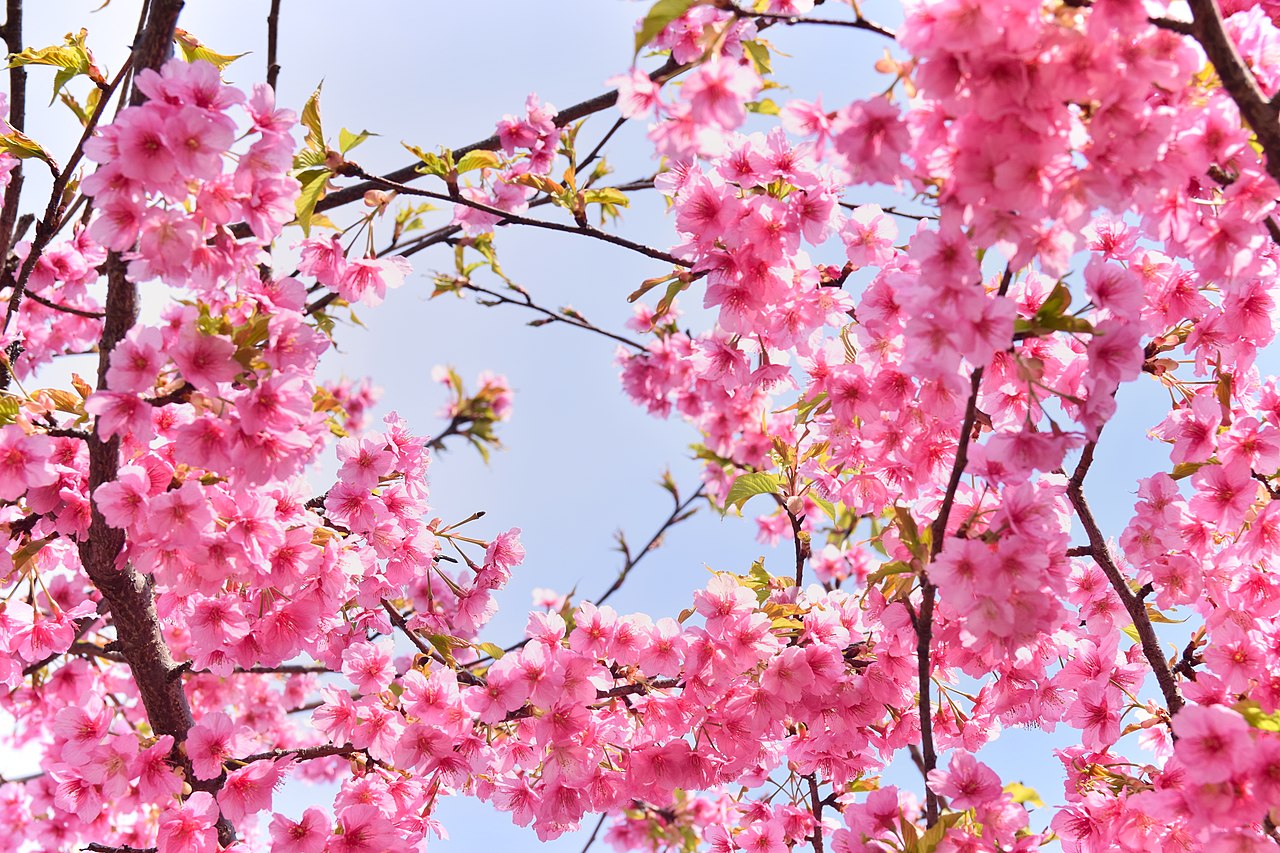 Full bloom Kawazu cherry tree in Izu Peninsula