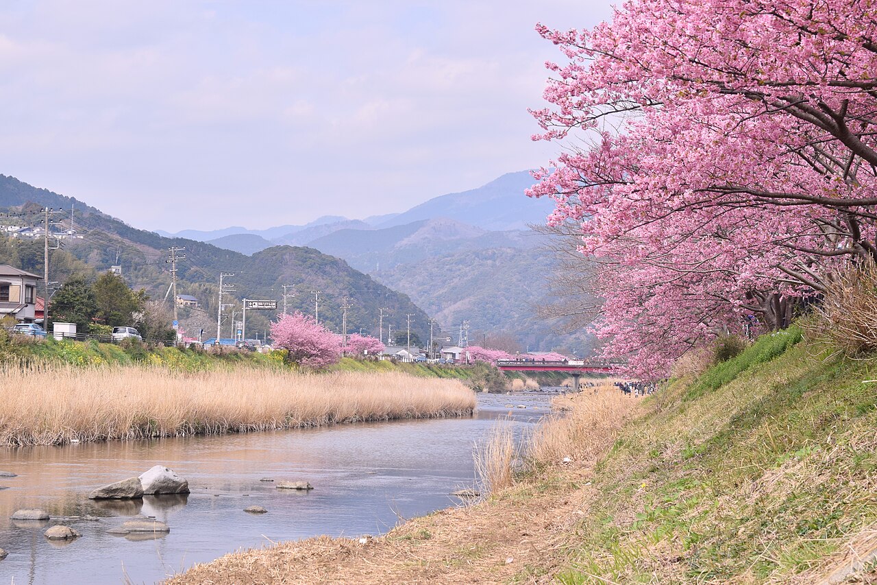 Kawazu river lined with cherry blossoms in full bloom