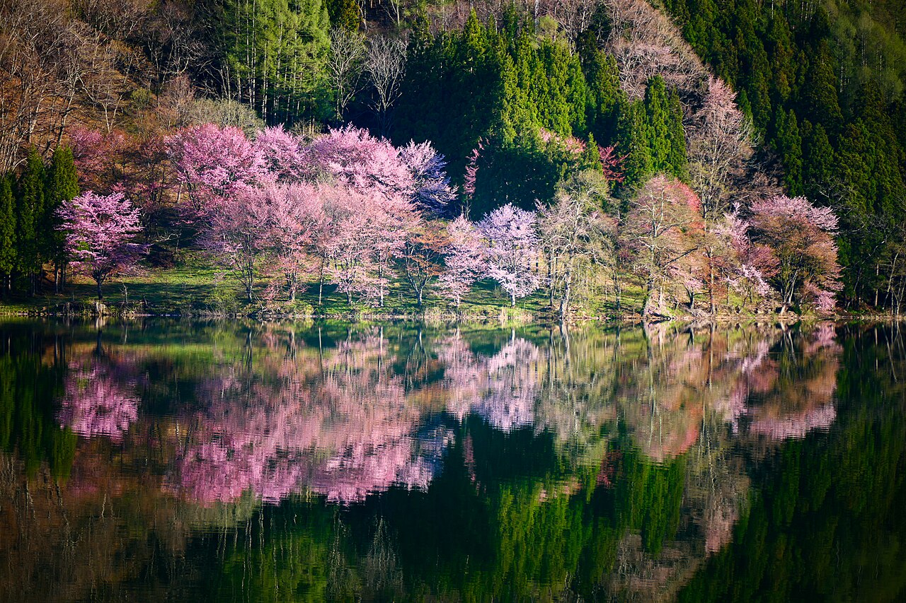 Lake Nakatsuna with cherry blossoms and Japanese Alps in background