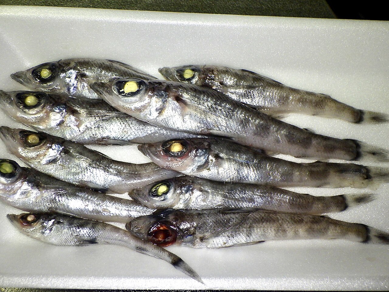 Mehikari (green-eye fish, Chlorophthalmus albatrossis) the Iwaki signature deep-water fish