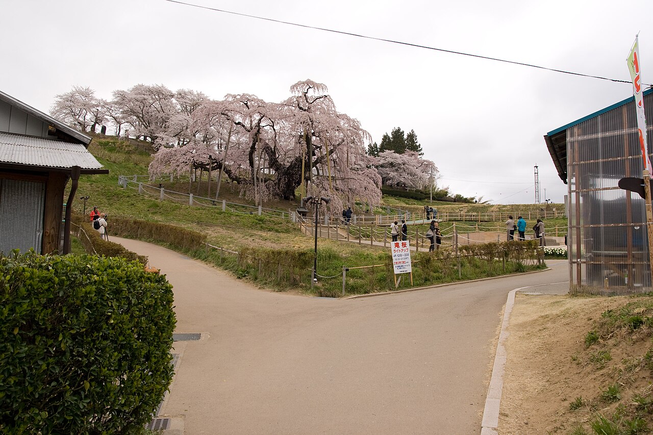 Cascading branches of Miharu Takizakura in peak bloom