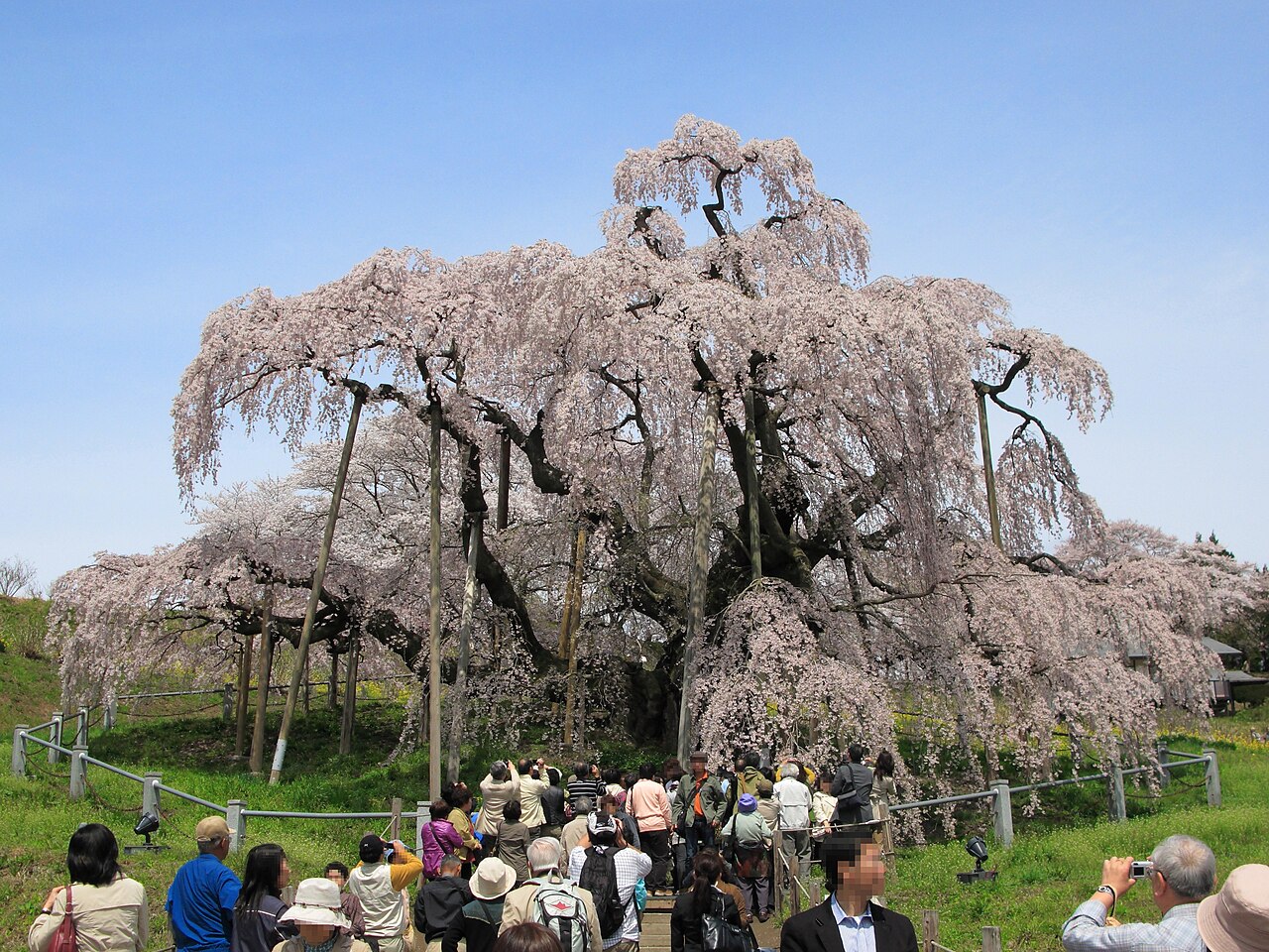 Miharu Takizakura weeping cherry tree in full bloom, Fukushima
