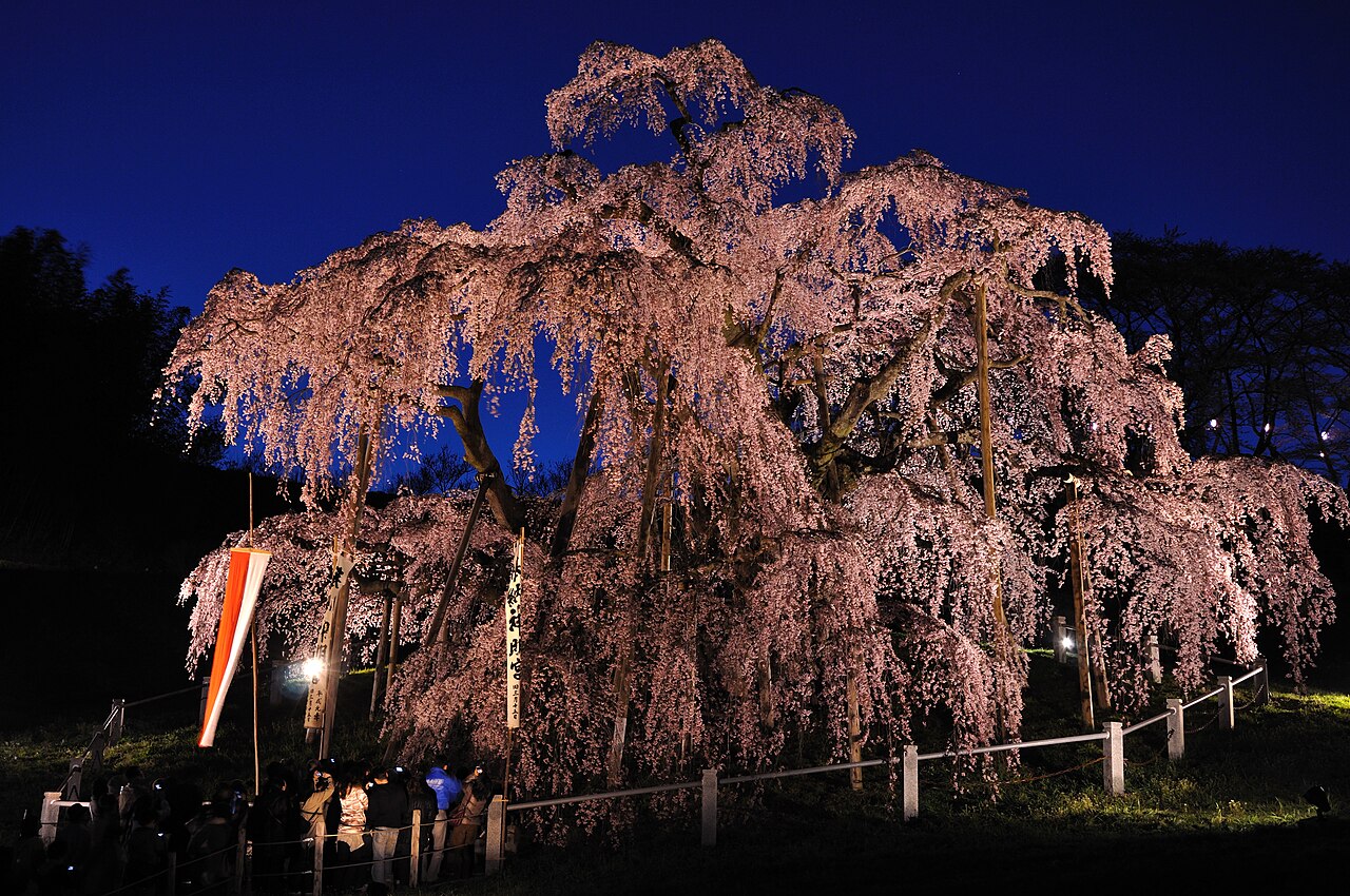 Miharu Takizakura illuminated at night during the spring light-up