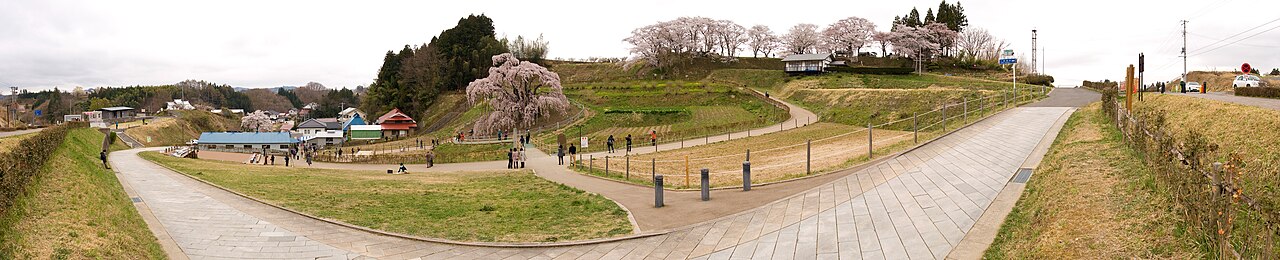 Miharu Takizakura panoramic view showing the tree's full cascading silhouette
