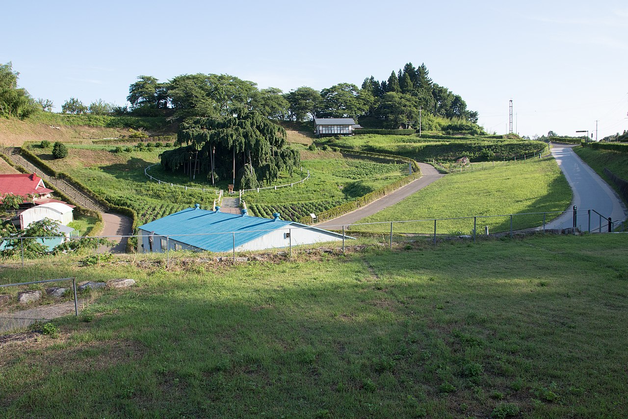 Visitors beneath the Miharu Takizakura, showing the tree's scale against human figures