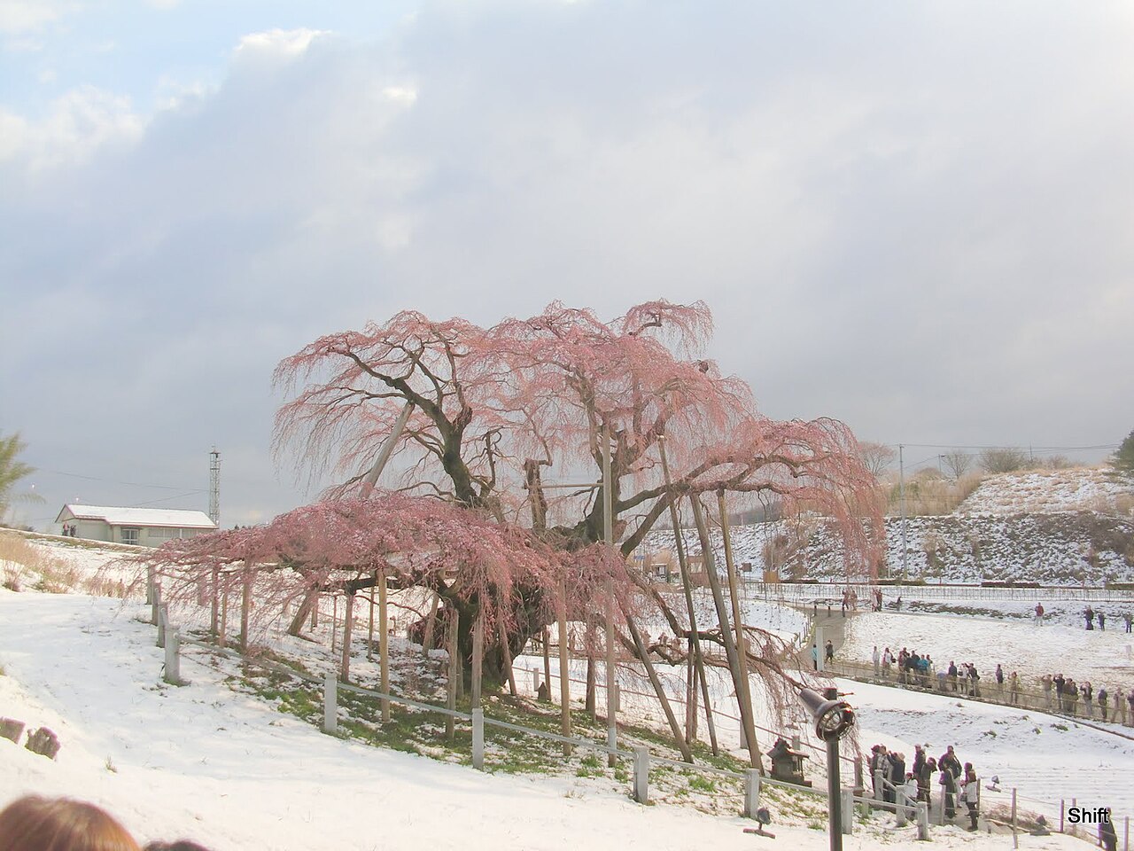Miharu Takizakura surrounded by April snow on a cold morning