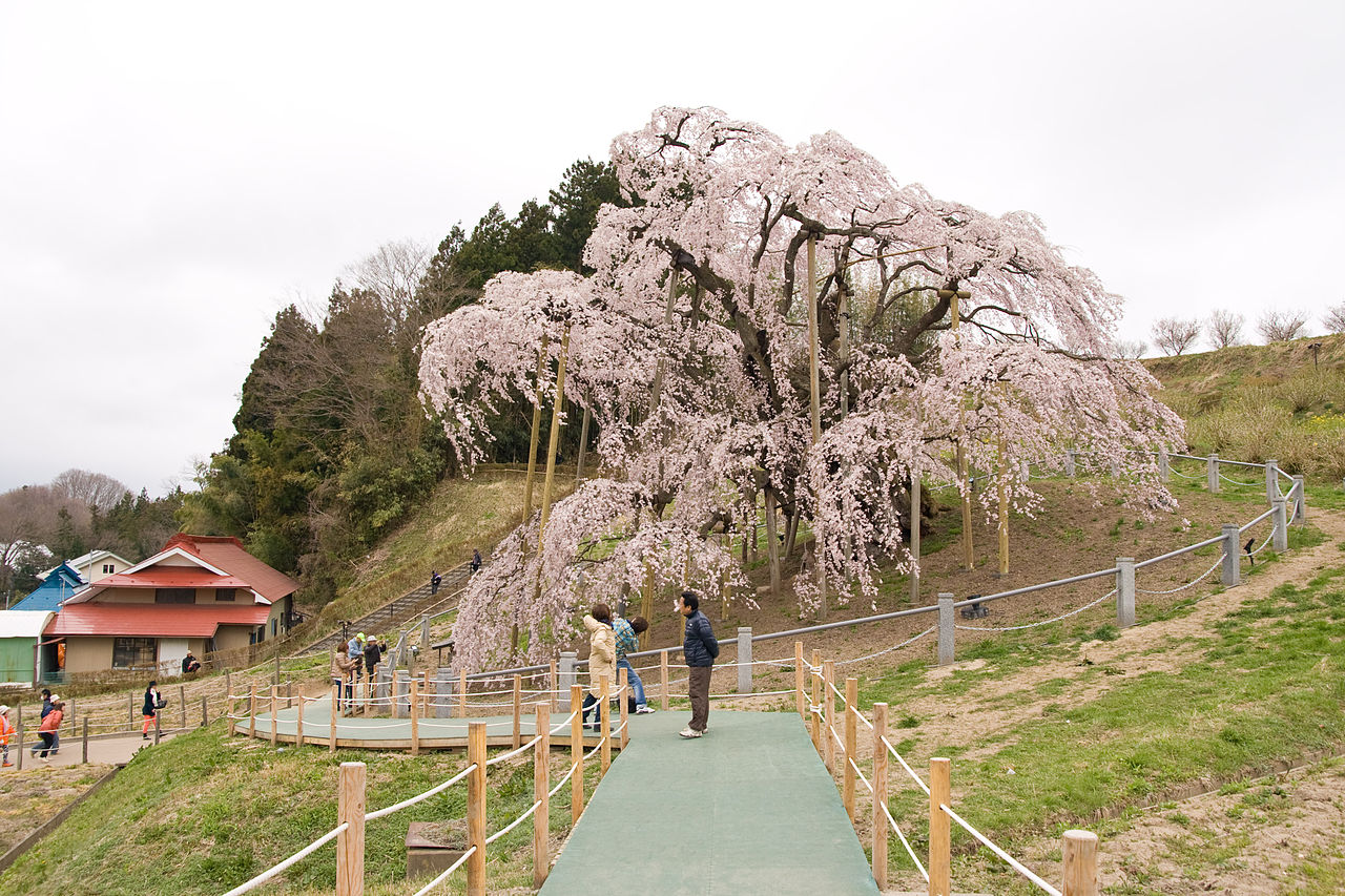 Miharu Takizakura showing the full east-west branch spread
