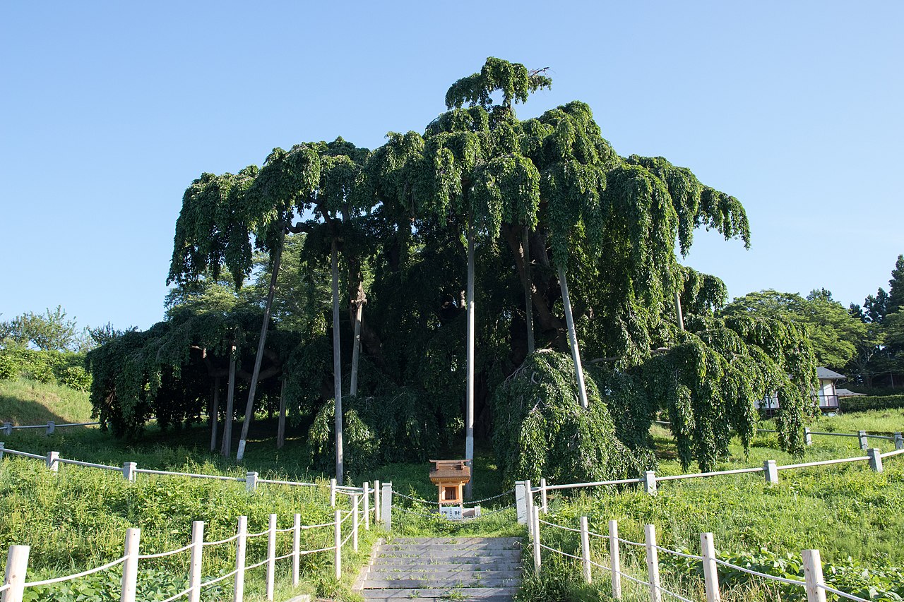 Close-up of the Miharu Takizakura trunk and lower branch structure
