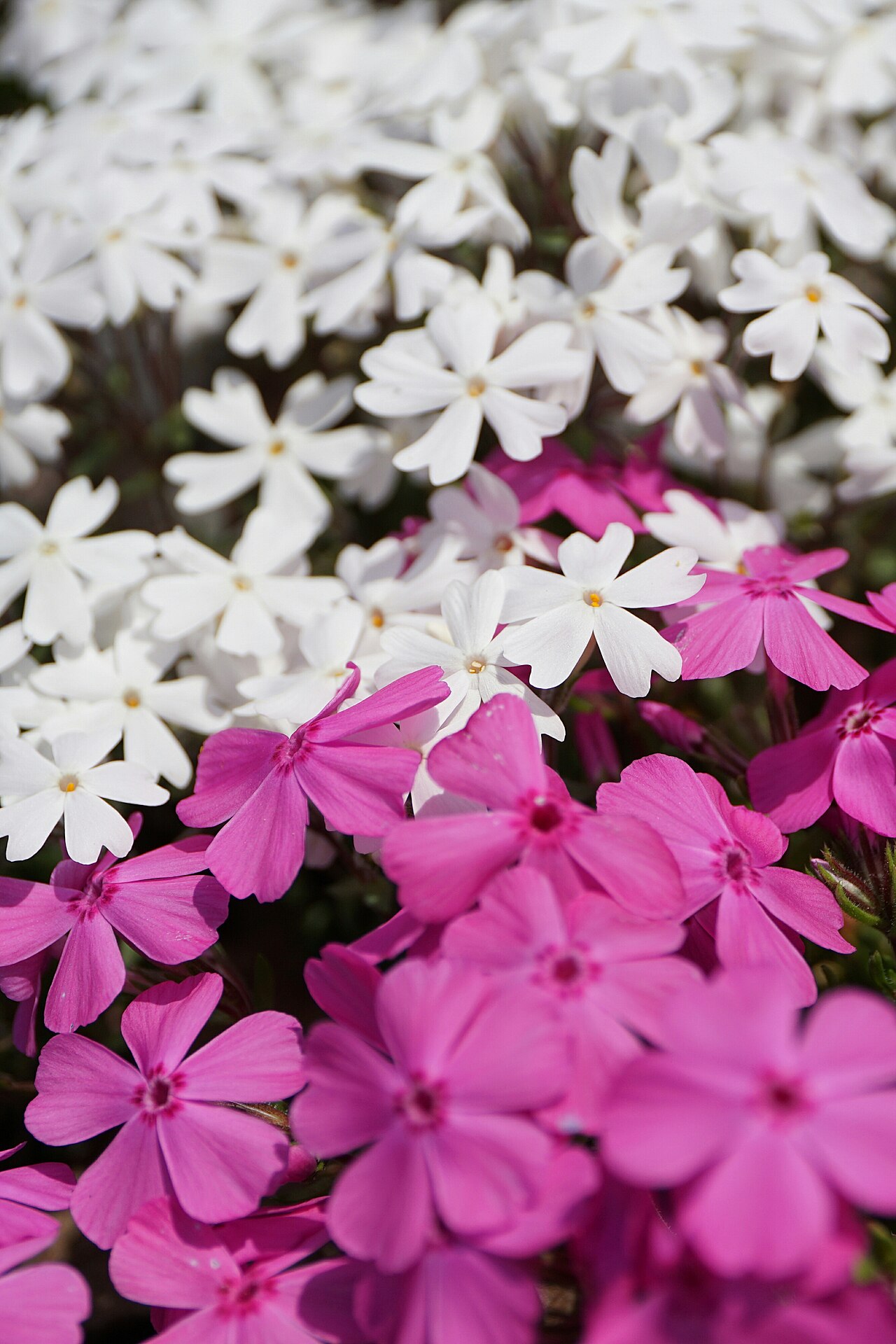 Close-up of moss phlox flowers showing their small pink petals