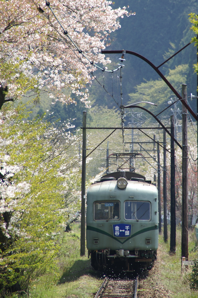 Oigawa Railway steam train with cherry blossoms in bloom alongside