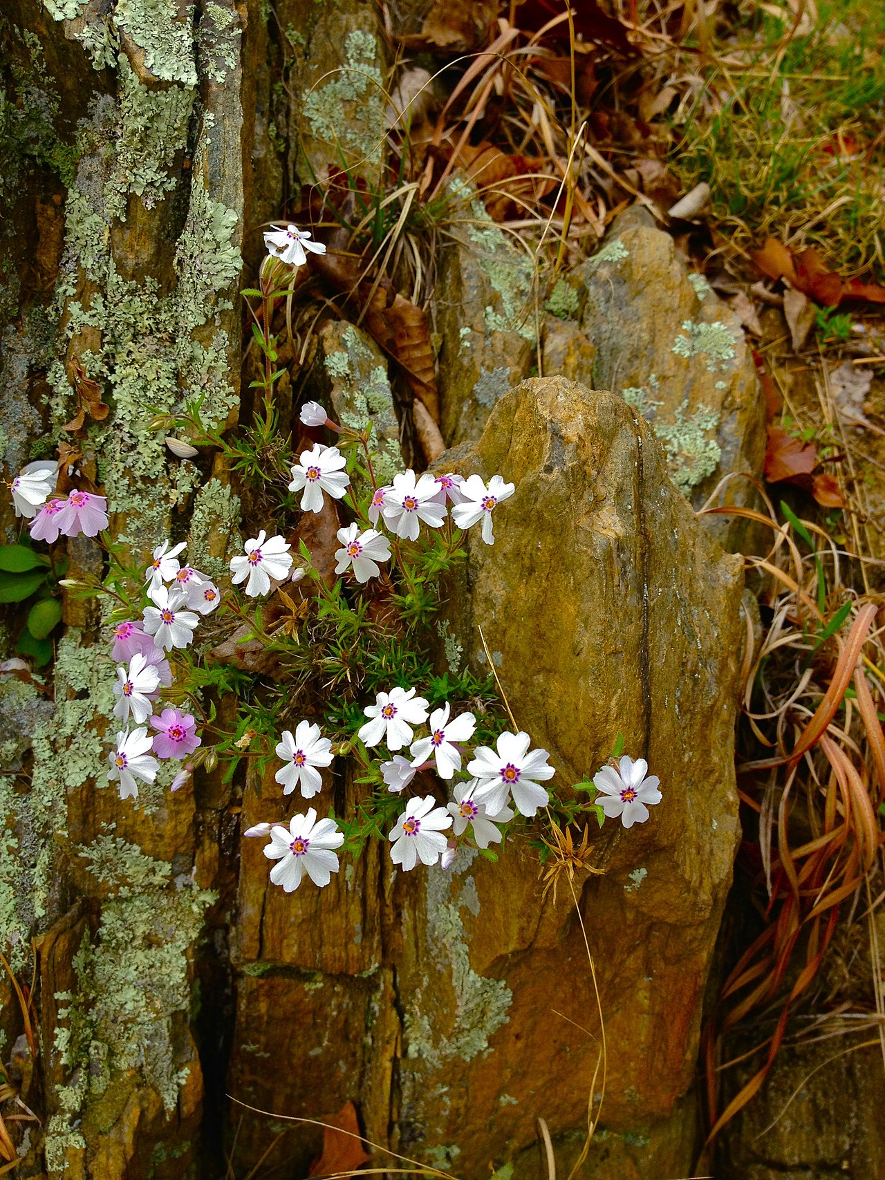 Phlox subulata moss phlox species showing five-petaled pink flowers