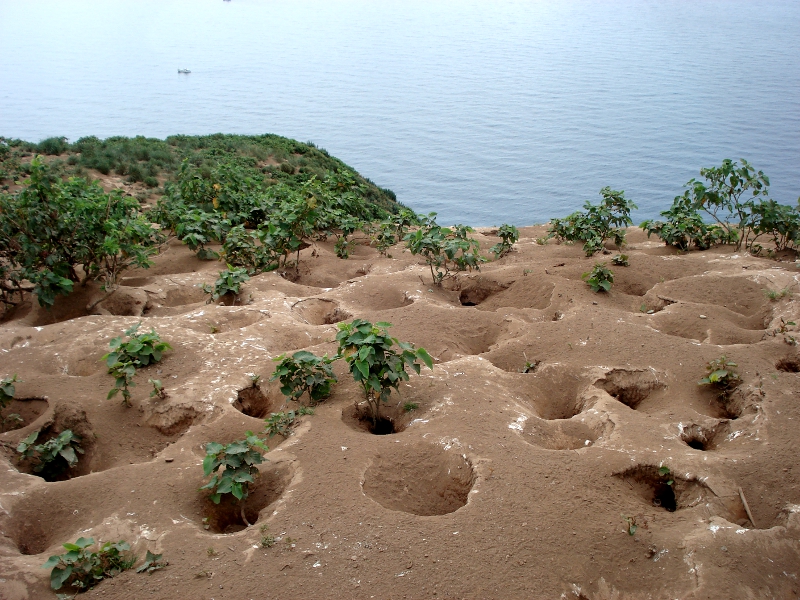 Rhinoceros Auklet nest burrows on Teuri Island cliff turf