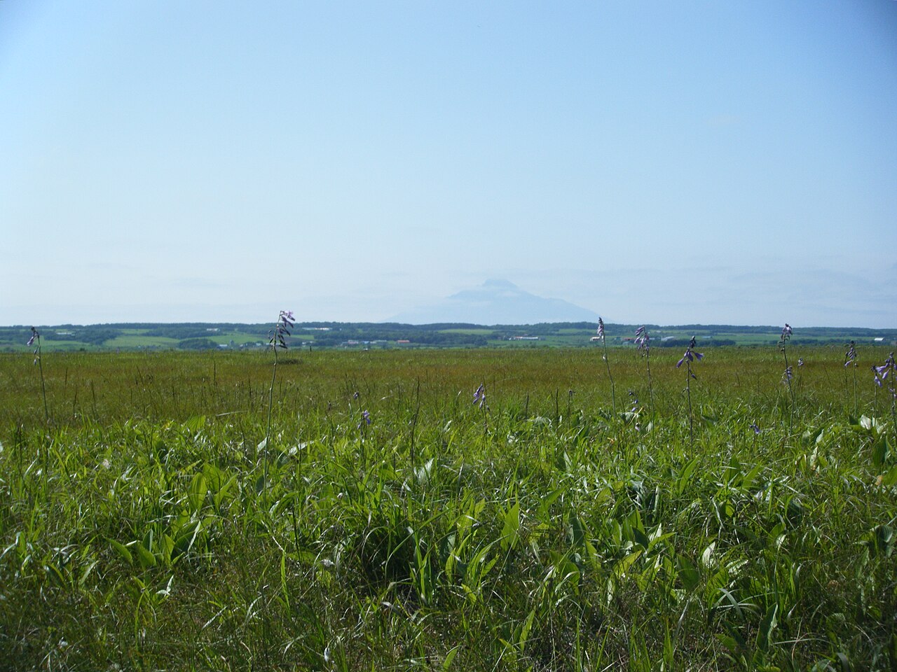 Sarobetsu Plain wetland in Hokkaido with grasses and wildflowers