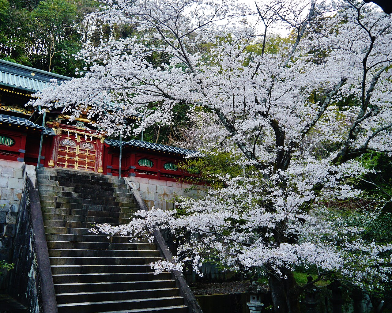 Shizuoka Sengen Shrine precinct with cherry blossoms