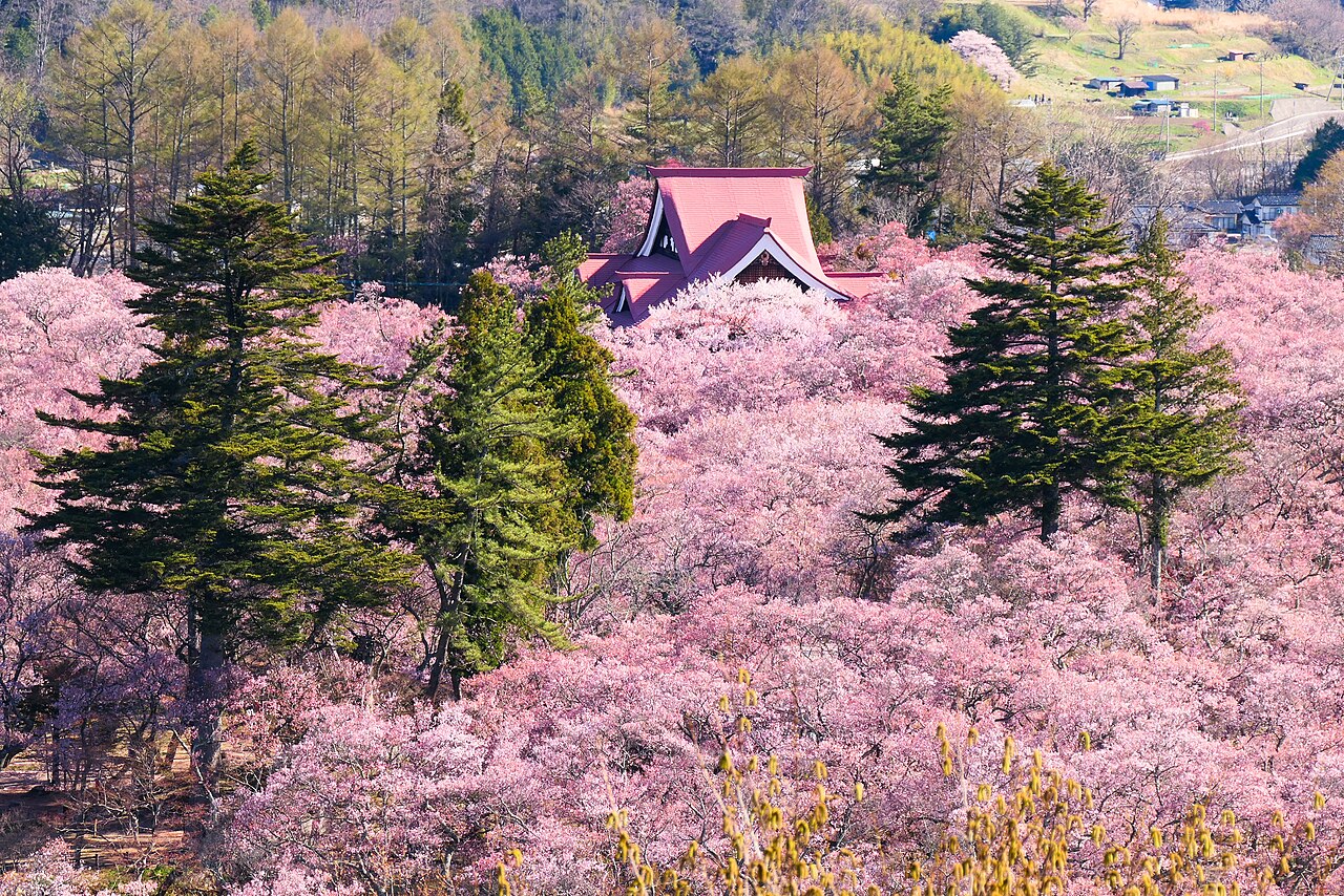 Takato Castle Park cherry blossoms in peak bloom Nagano