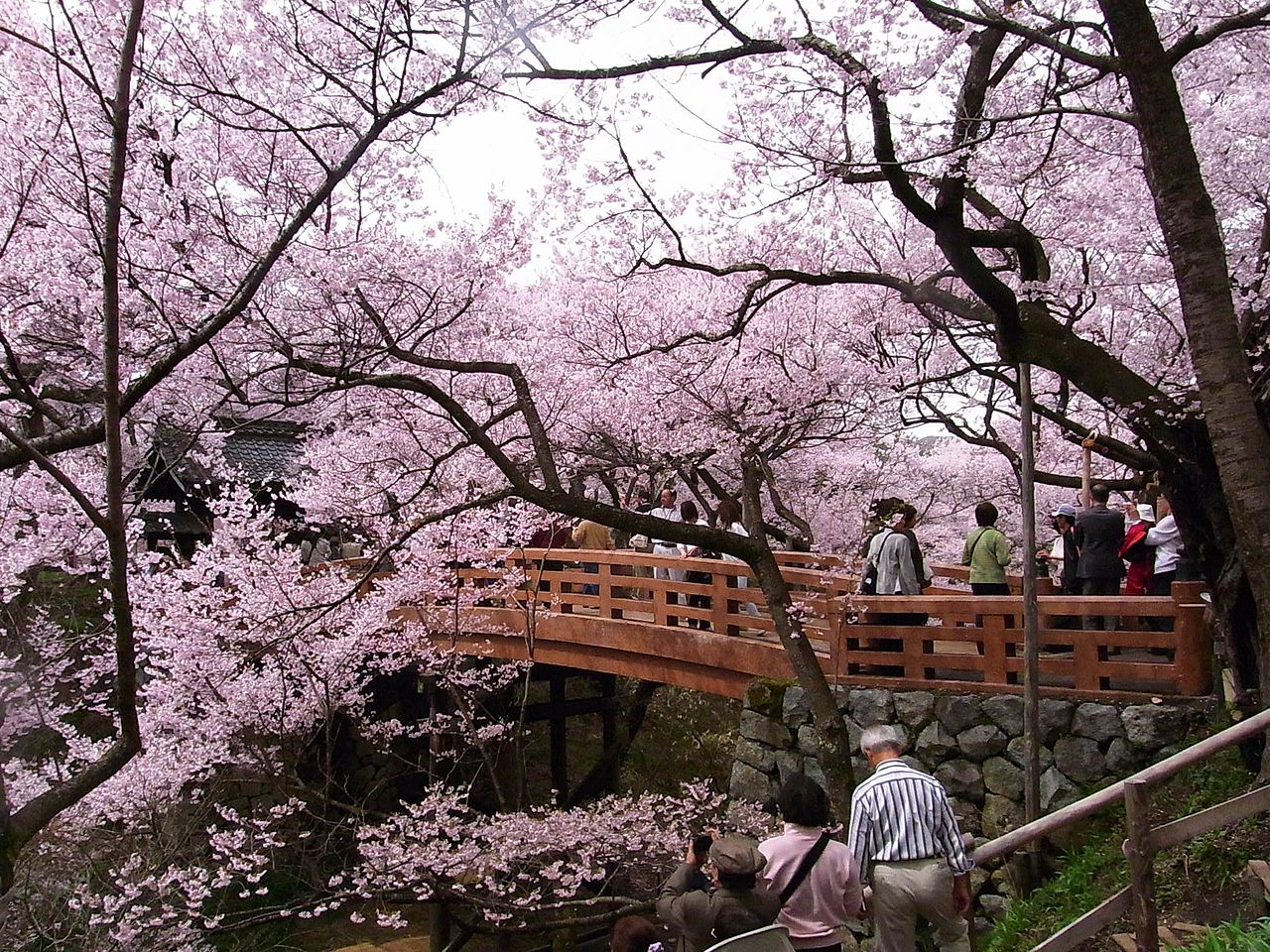 Takato Joshi Park cherry blossoms covering the castle ruins