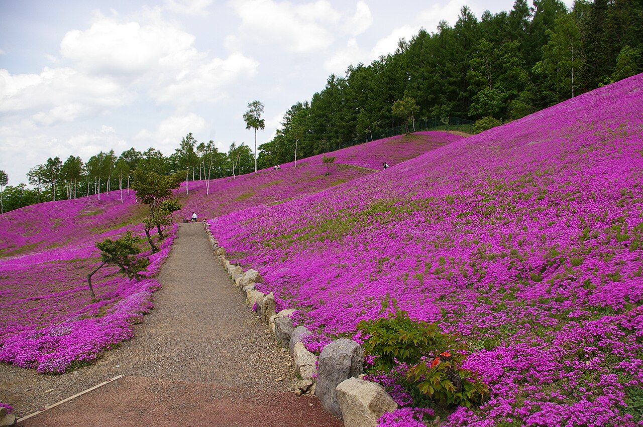 Moss phlox in full bloom at Takinoue Park Hokkaido