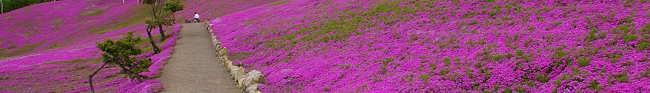 Takinoue Park moss phlox panorama showing the terraced hillside
